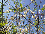 桃花 桃枝 桃园