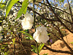 桃花 白桃花 桃园