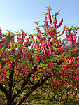 桃花 桃园