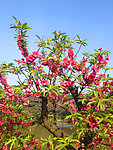 桃花 桃林