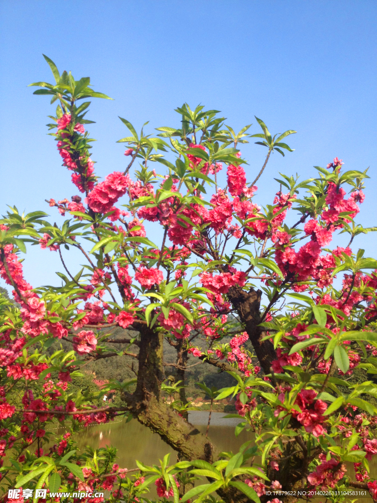 桃花 桃林