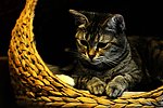 猫咪