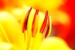 花蕊