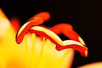 花蕊