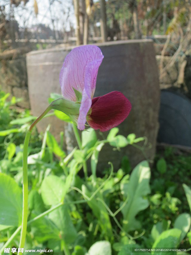 豌豆花