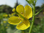 油菜花高清背景图