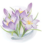 手绘鲜花