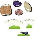 石子 小草