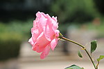 玫瑰花
