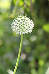 韭菜花