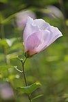 蝴蝶花