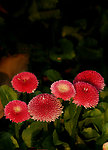 蘑菇菊