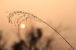 夕阳