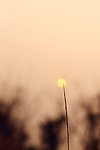 创意夕阳