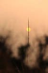 创意夕阳