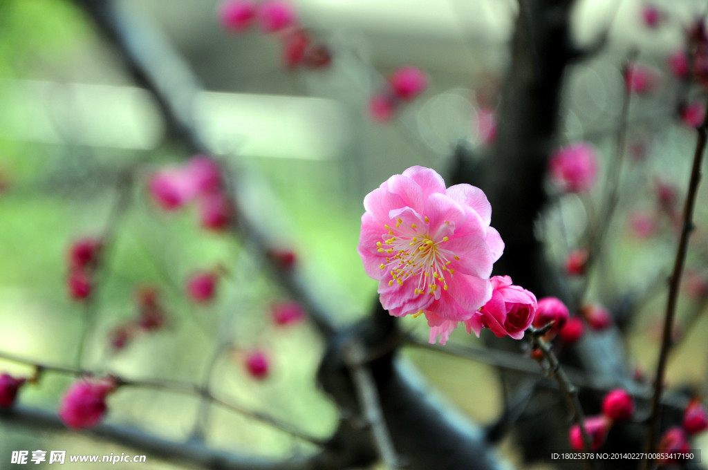 桃花