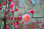 桃花朵朵