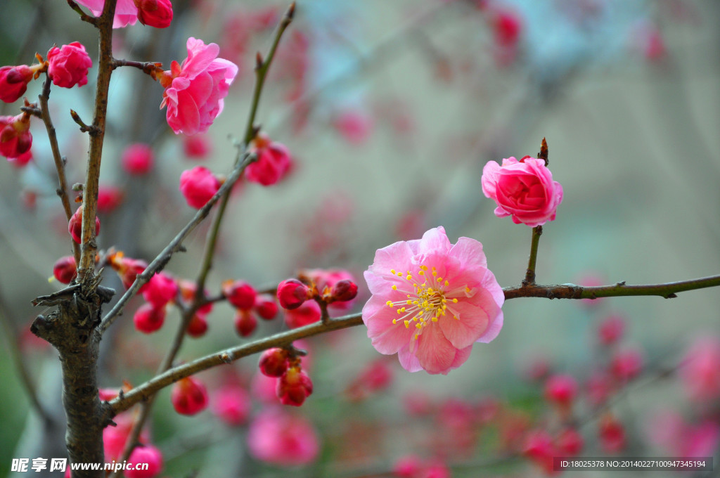 桃花朵朵