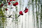 桃花柳叶