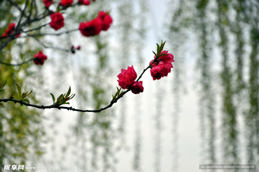 桃花柳叶
