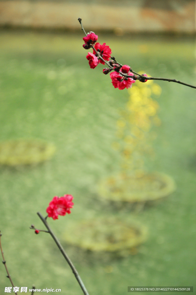 两枝桃花