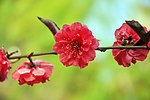 多层桃花