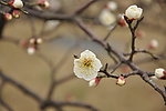 白色桃花