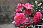 茶花