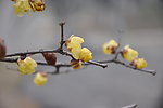 黄色梅花