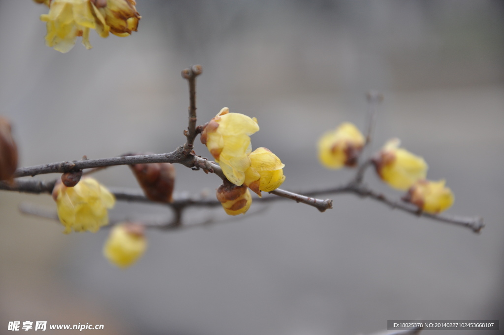 黄色梅花