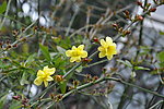 迎春花