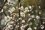 白色桃花