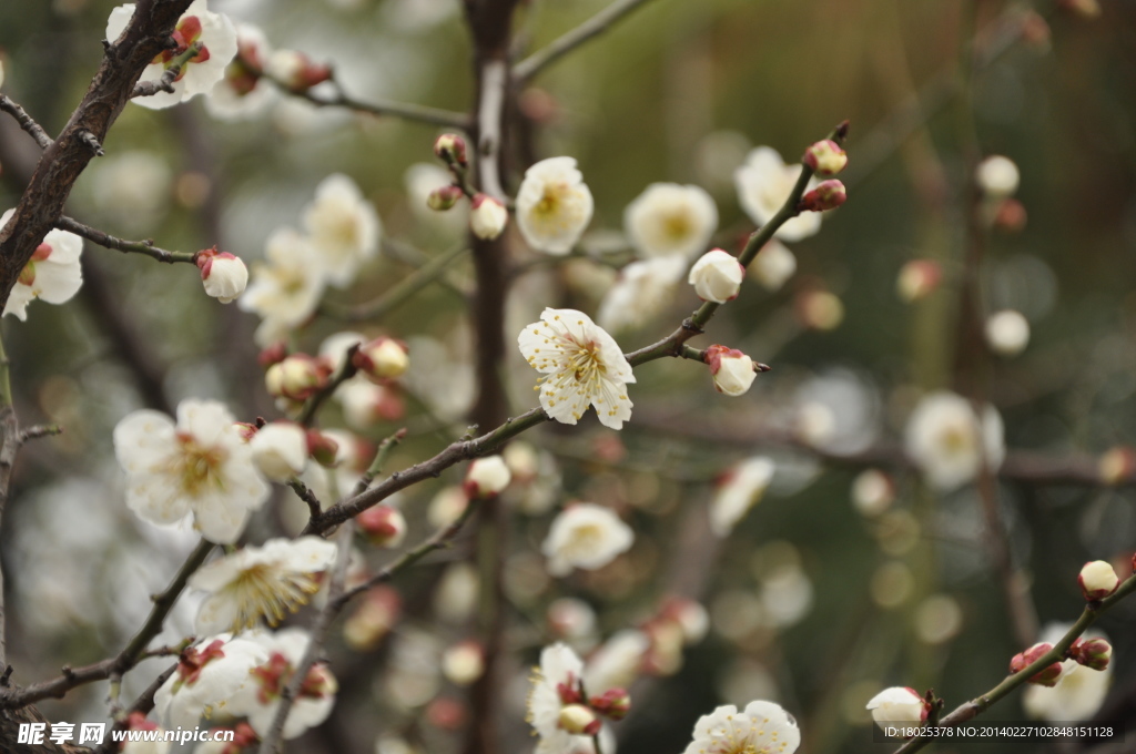 白色桃花