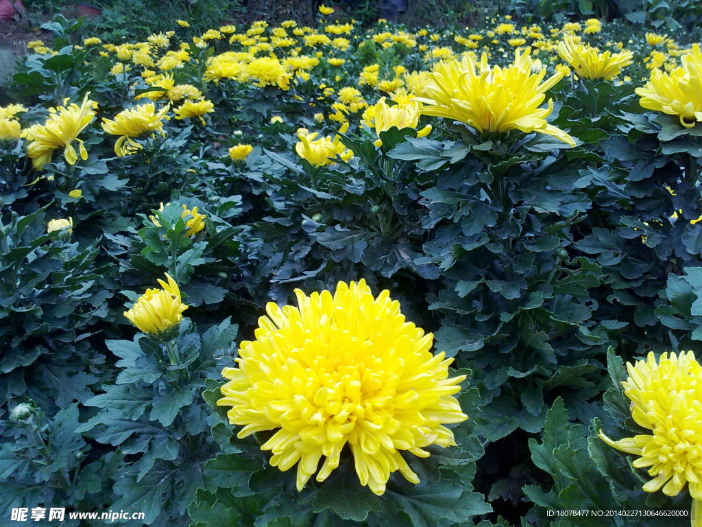 北京秋菊