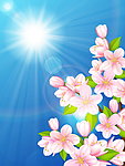 春天樱花