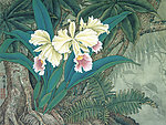 卡特兰花