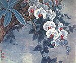 雨林蝶影