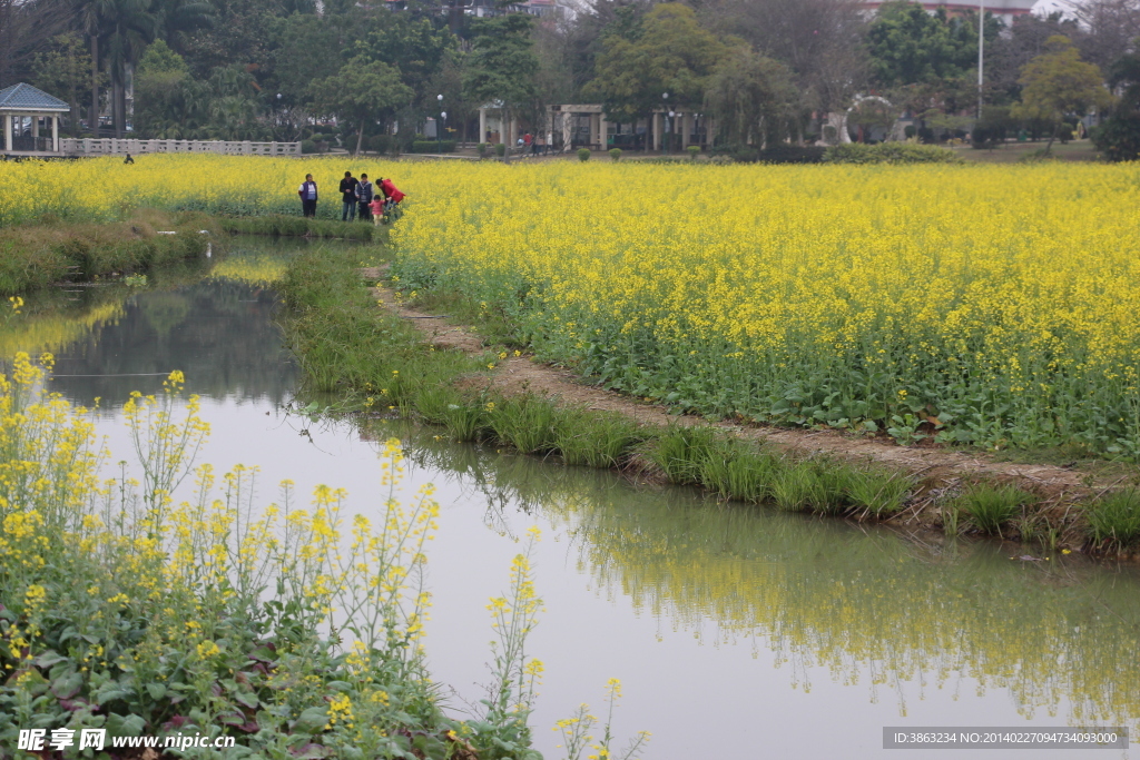 油菜花田