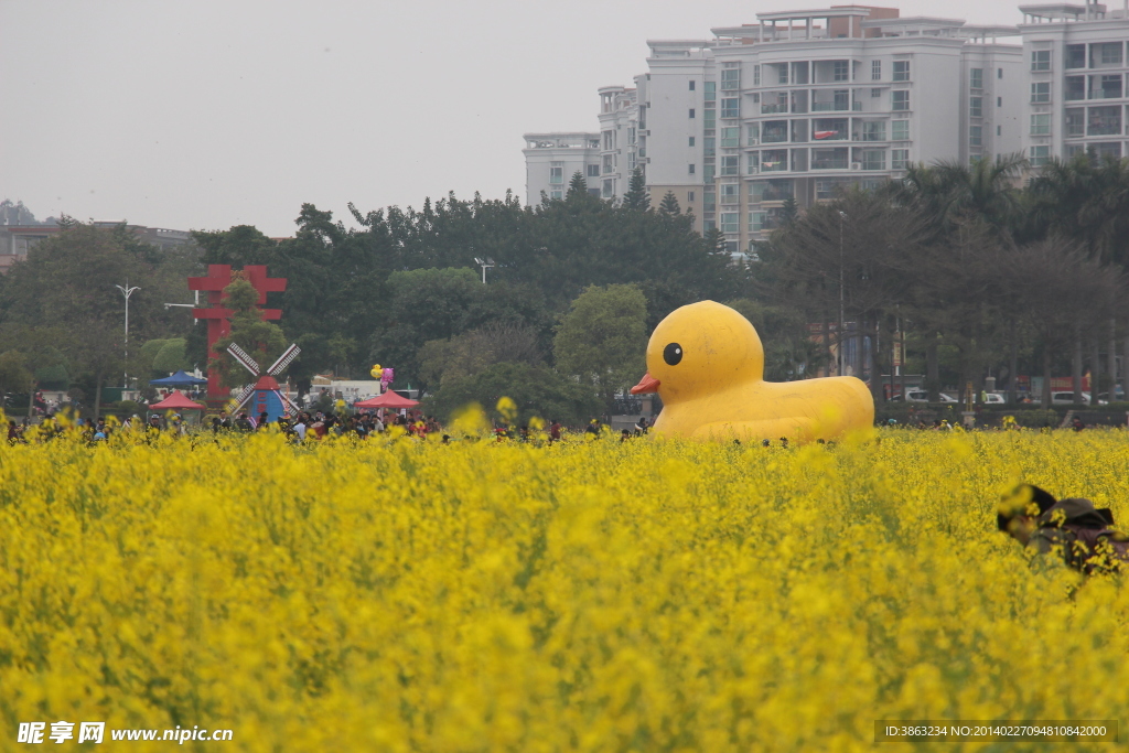 油菜花田