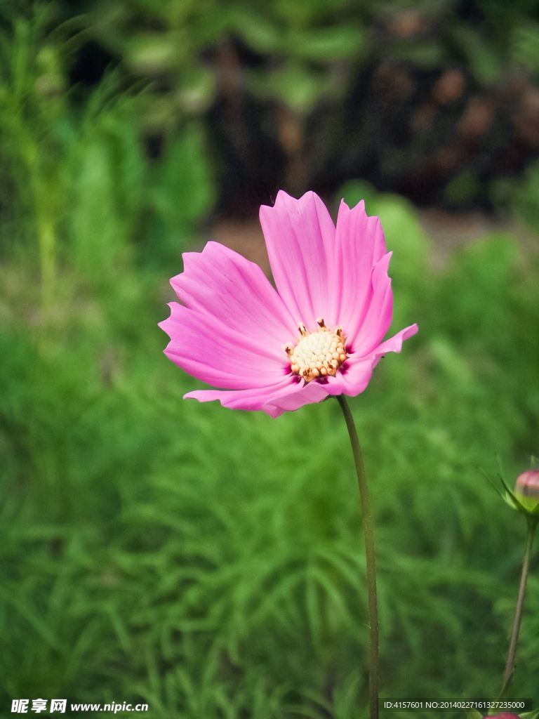 波斯菊
