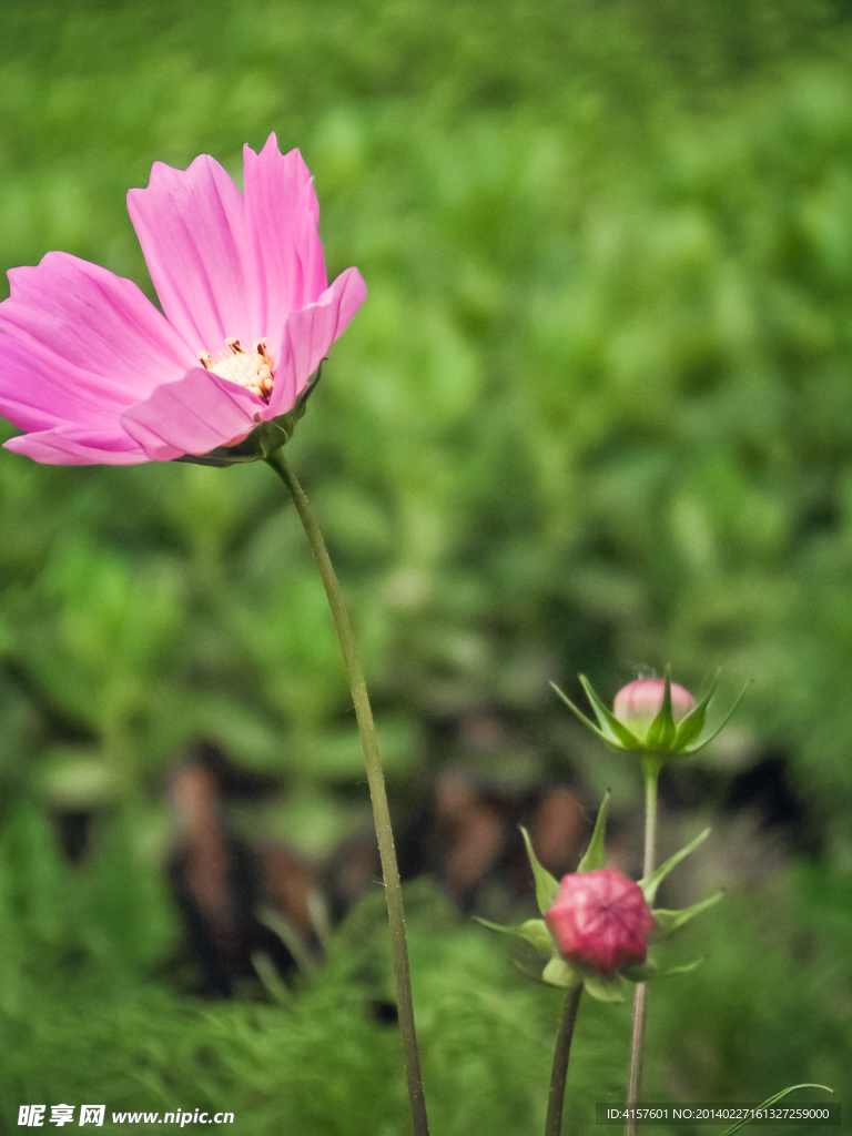 波斯菊