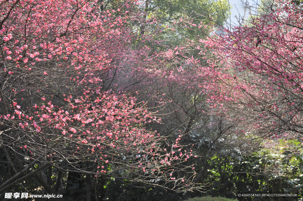 红梅花