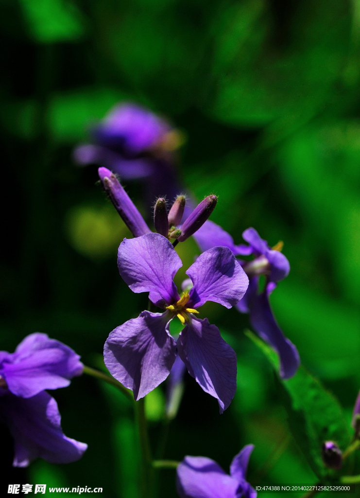 紫花