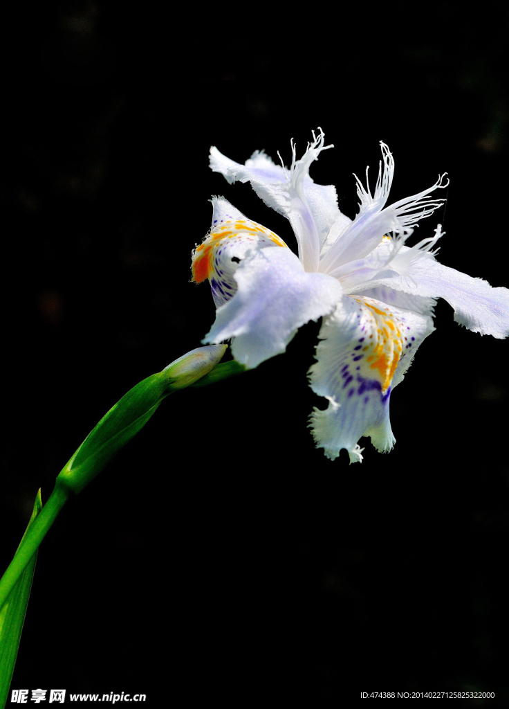 白花
