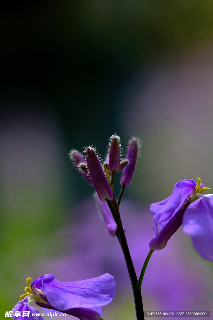 紫花