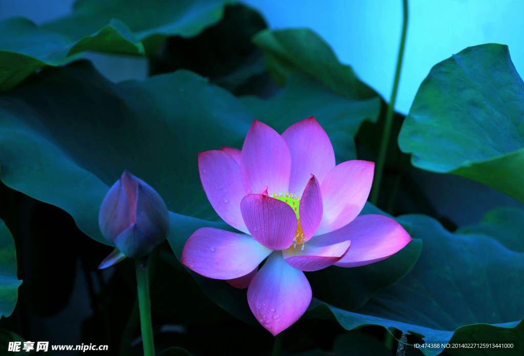荷花