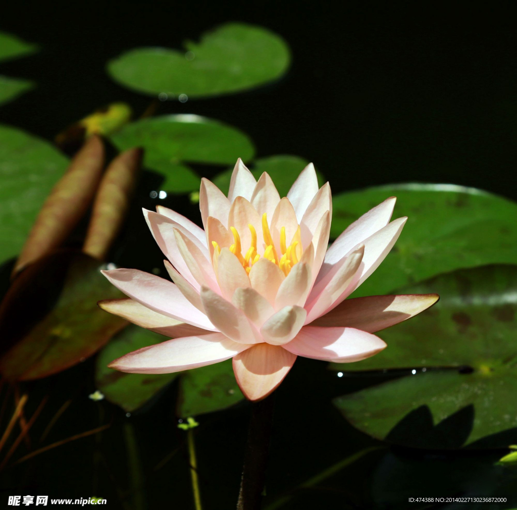 荷花