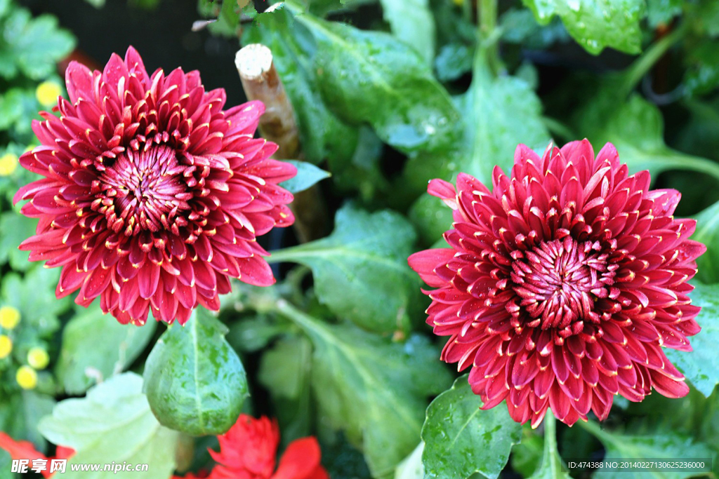 菊花