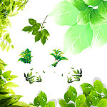树叶 梦幻 植物