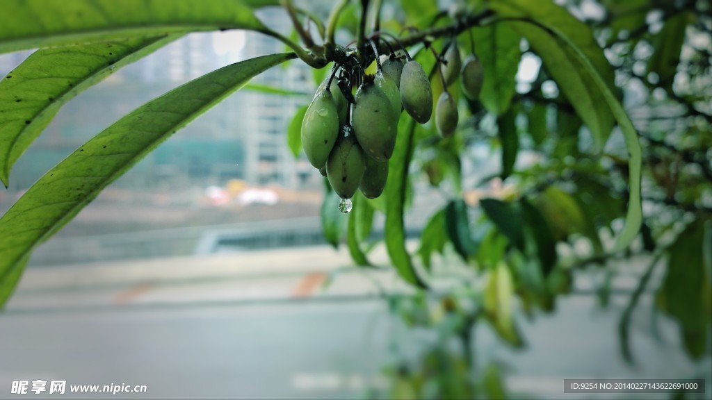 果实上的雨滴